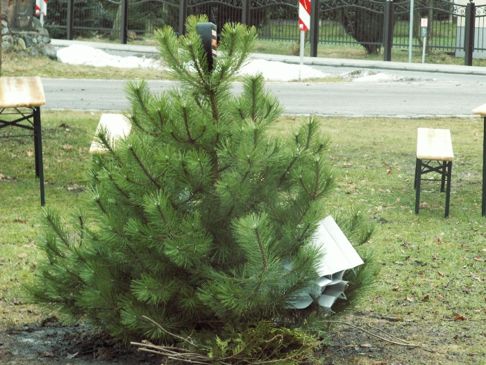 Weihnachtsbaum verbrennen 2009_2