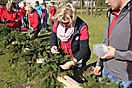 Maibaum 2017_20