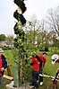 Maibaum aufstellen 2010_69