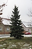 Weihnachtsbaum aufstellen 2010_22