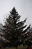 Weihnachtsbaum aufstellen 2011_14