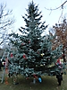 Weihnachtsbaum aufstellen 2011_39