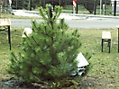 Weihnachtsbaum verbrennen 2009_2