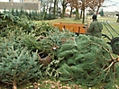 Weihnachtsbaum verbrennen 2009_5