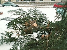 Weihnachtsbaum verbrennen 2010_2