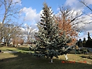 Weihnachtsbaum verbrennen 2012_1