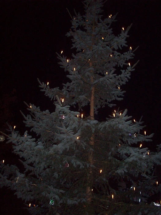 Weihnachtsbaum aufstellen 2008_21